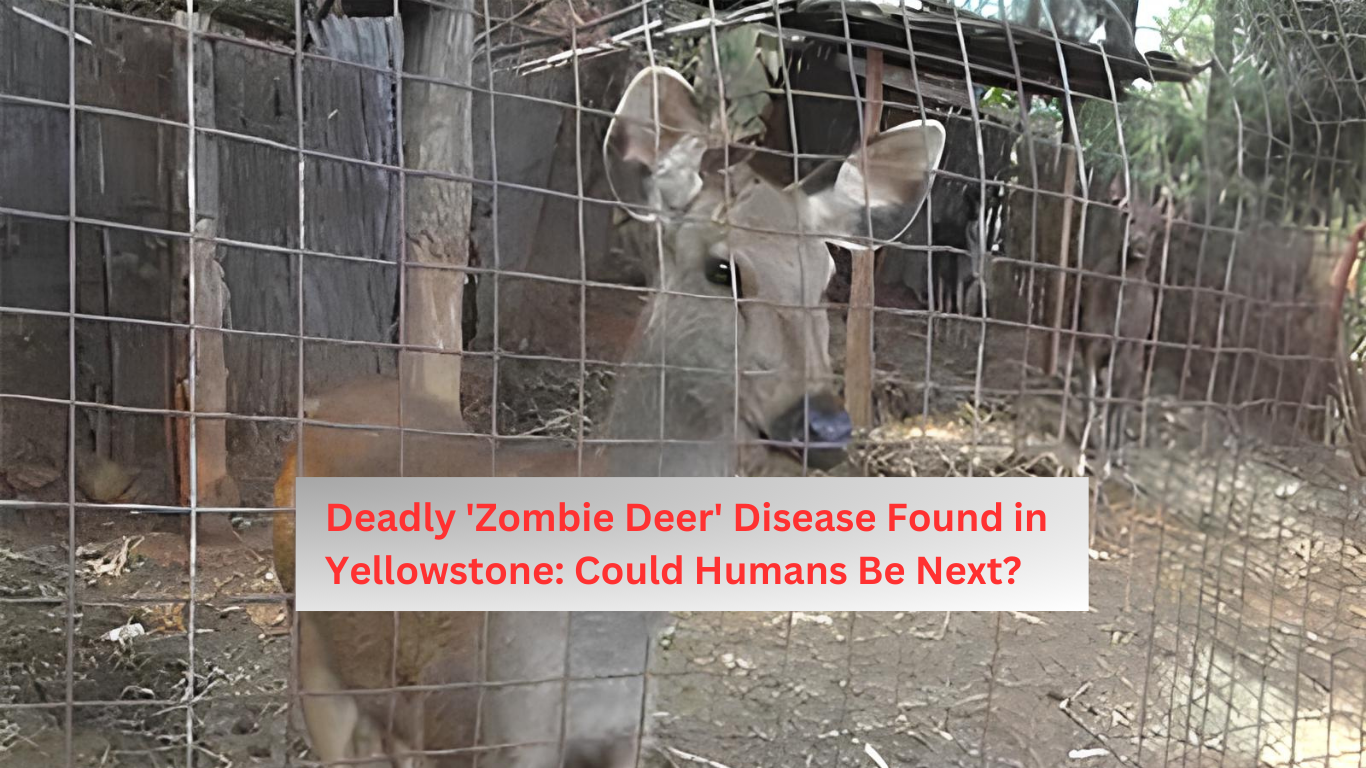 Deadly ‘Zombie Deer’ Disease Found in Yellowstone: Could Humans Be Next?